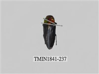 藏品(菲律賓產昆蟲)的圖片